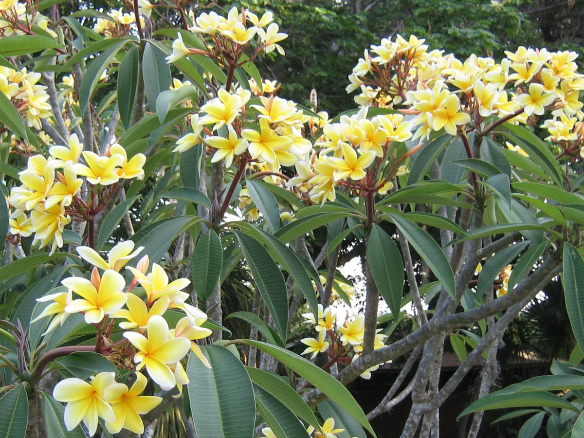 Yellow Live Plumeria Frangipani Plant Cutting 1 Pk 8"-12" Long Full Sun Y405