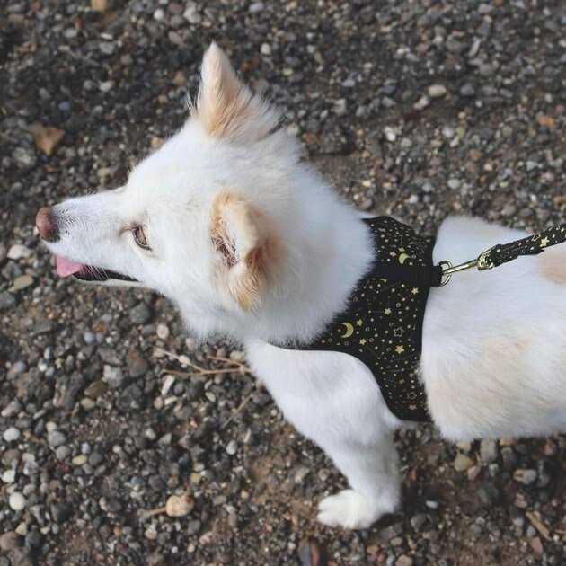 Metallic Adjustable Dog Harness U273