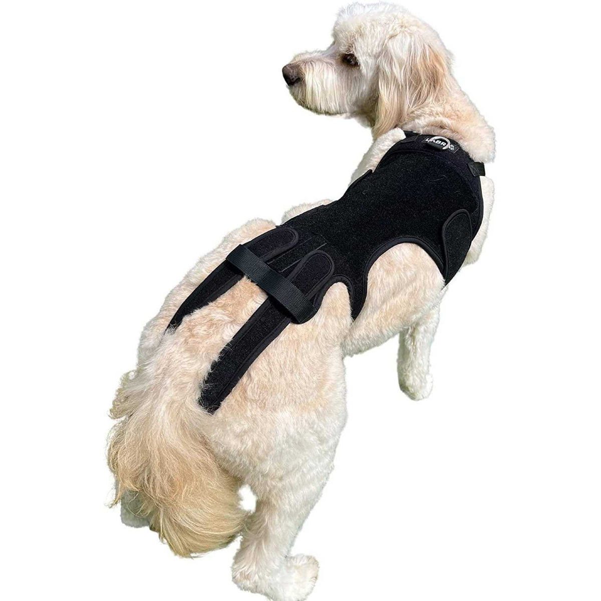 Dog Back Brace O620