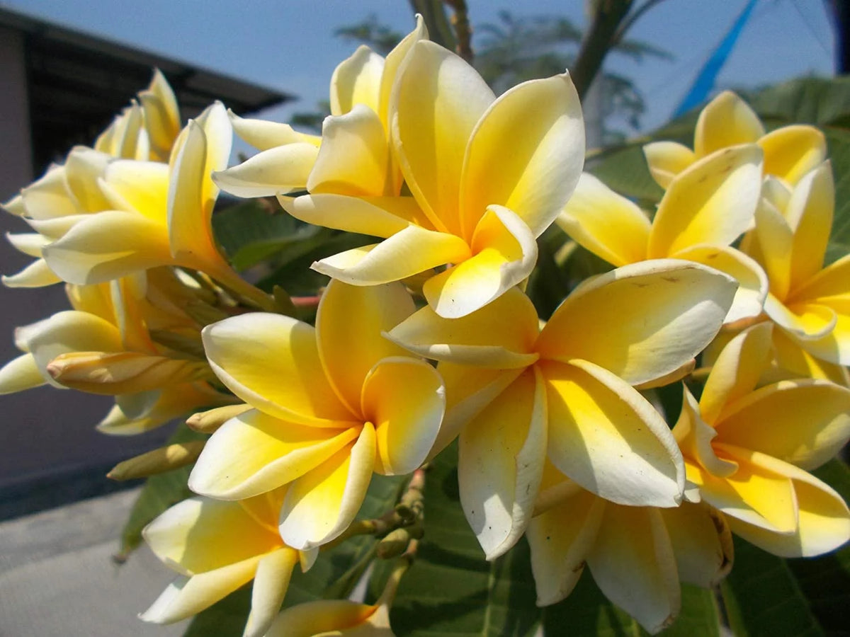 Yellow Live Plumeria Frangipani Plant Cutting 1 Pk 8"-12" Long Full Sun Y405