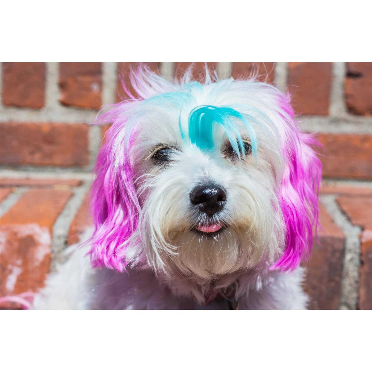 Semi Perm Coat Color Shampoo for Dogs O922291
