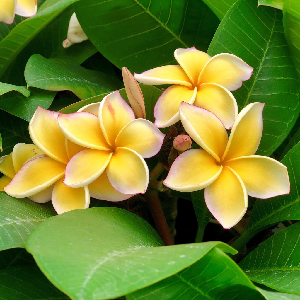 Yellow Live Plumeria Frangipani Plant Cutting 1 Pk 8"-12" Long Full Sun Y405