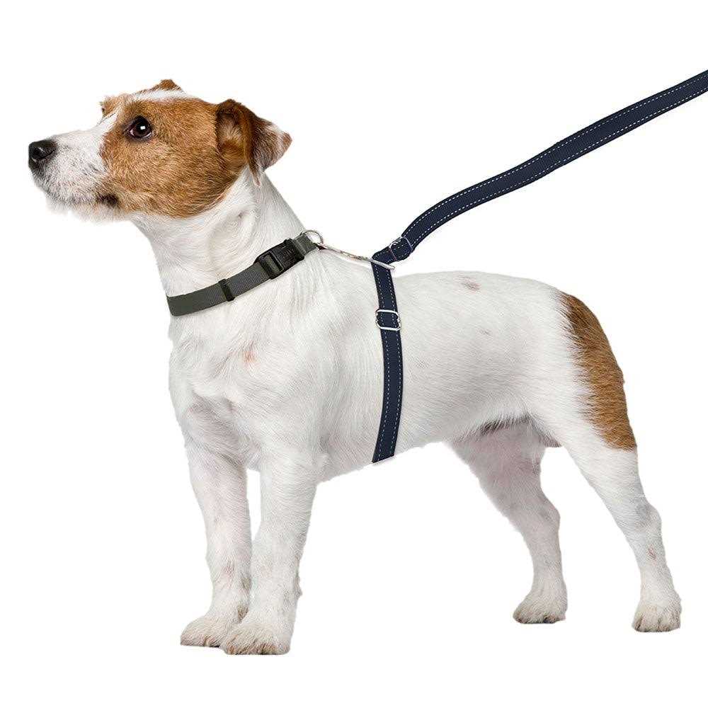 Dog Leash B1915