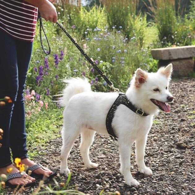 Metallic Adjustable Dog Harness U273