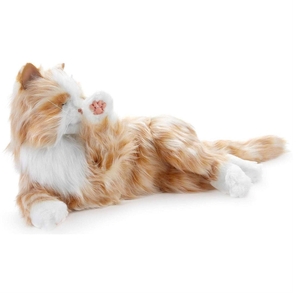 Companion Pet Cat Q528