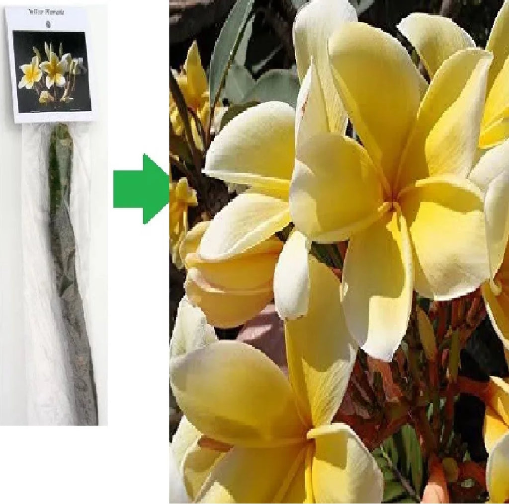 Yellow Live Plumeria Frangipani Plant Cutting 1 Pk 8"-12" Long Full Sun Y405