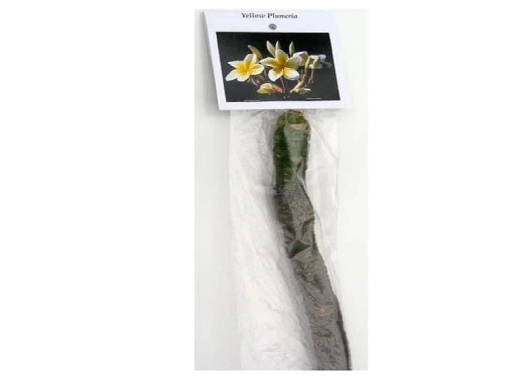 Yellow Live Plumeria Frangipani Plant Cutting 1 Pk 8"-12" Long Full Sun Y405