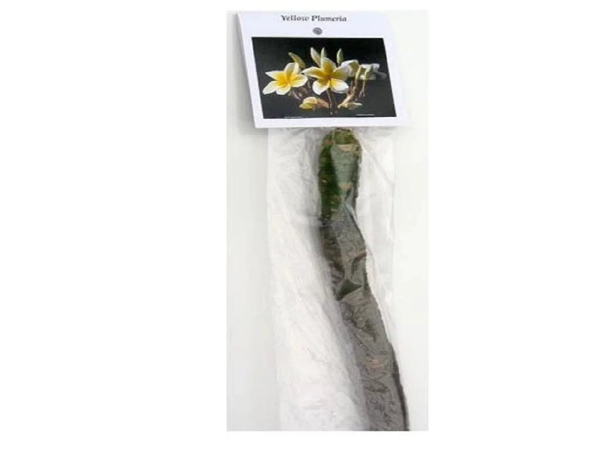 Yellow Live Plumeria Frangipani Plant Cutting 1 Pk 8"-12" Long Full Sun Y405
