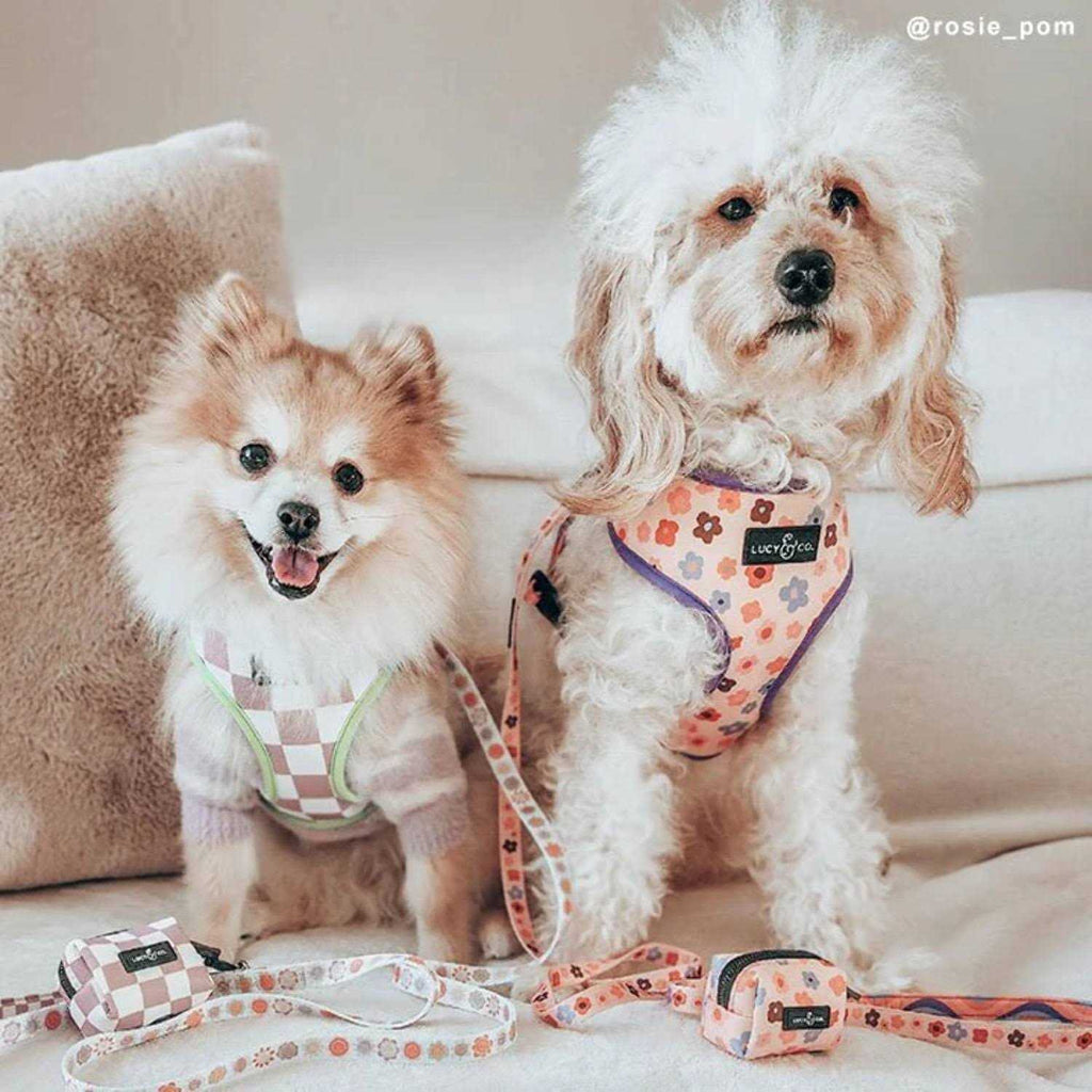 Leash S54452