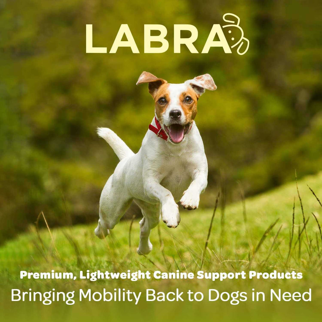 Dog Back Brace O620