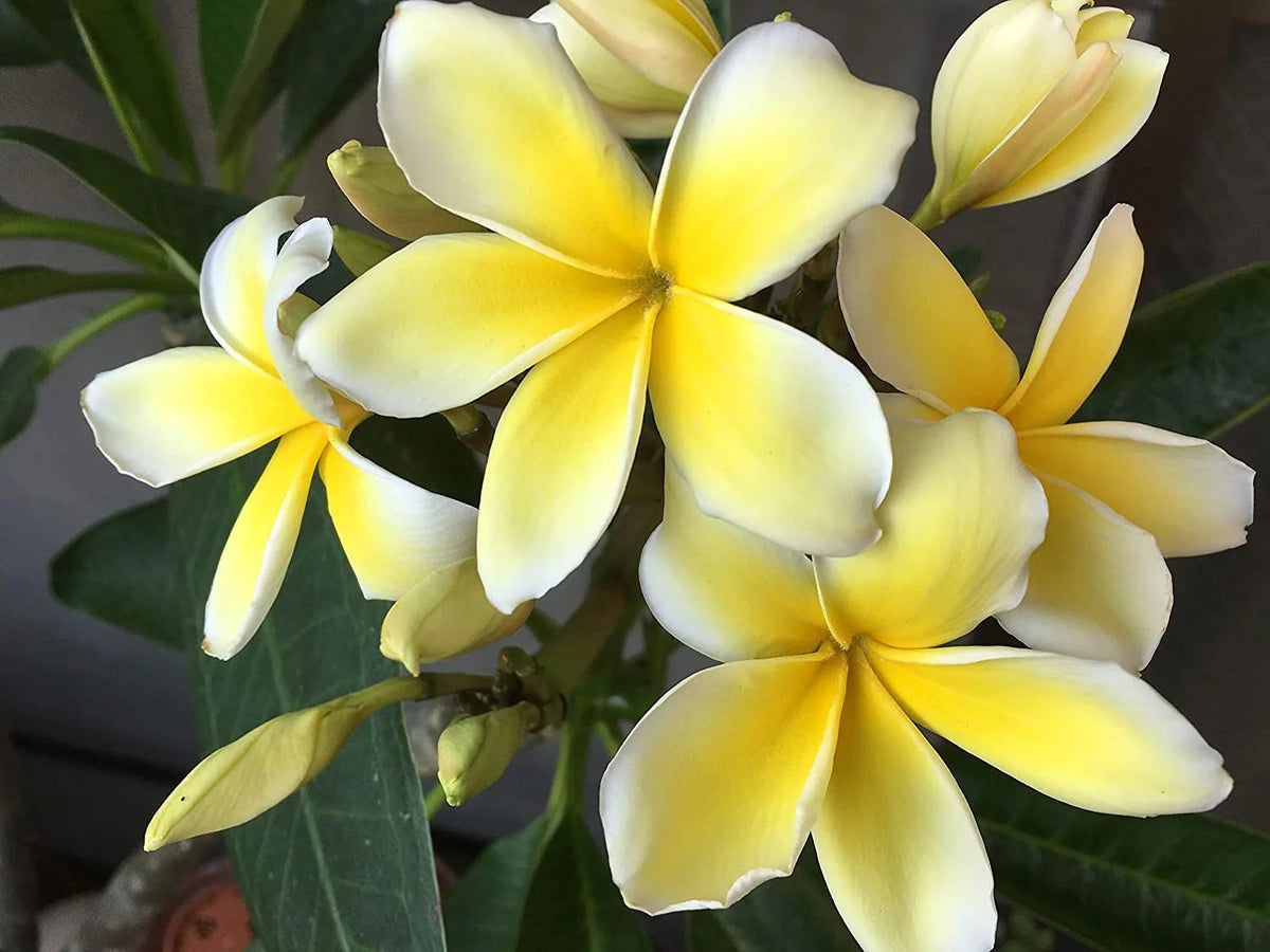 Yellow Live Plumeria Frangipani Plant Cutting 1 Pk 8"-12" Long Full Sun Y405