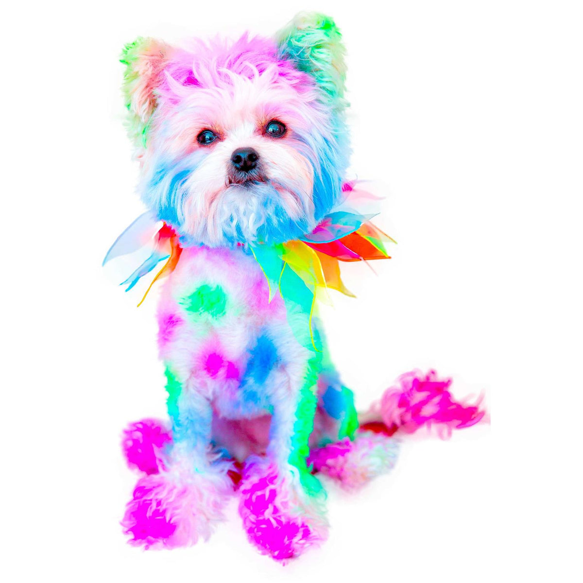Semi Perm Coat Color Shampoo for Dogs O922291