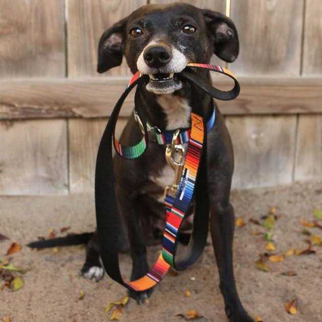 Dog Leash M2773