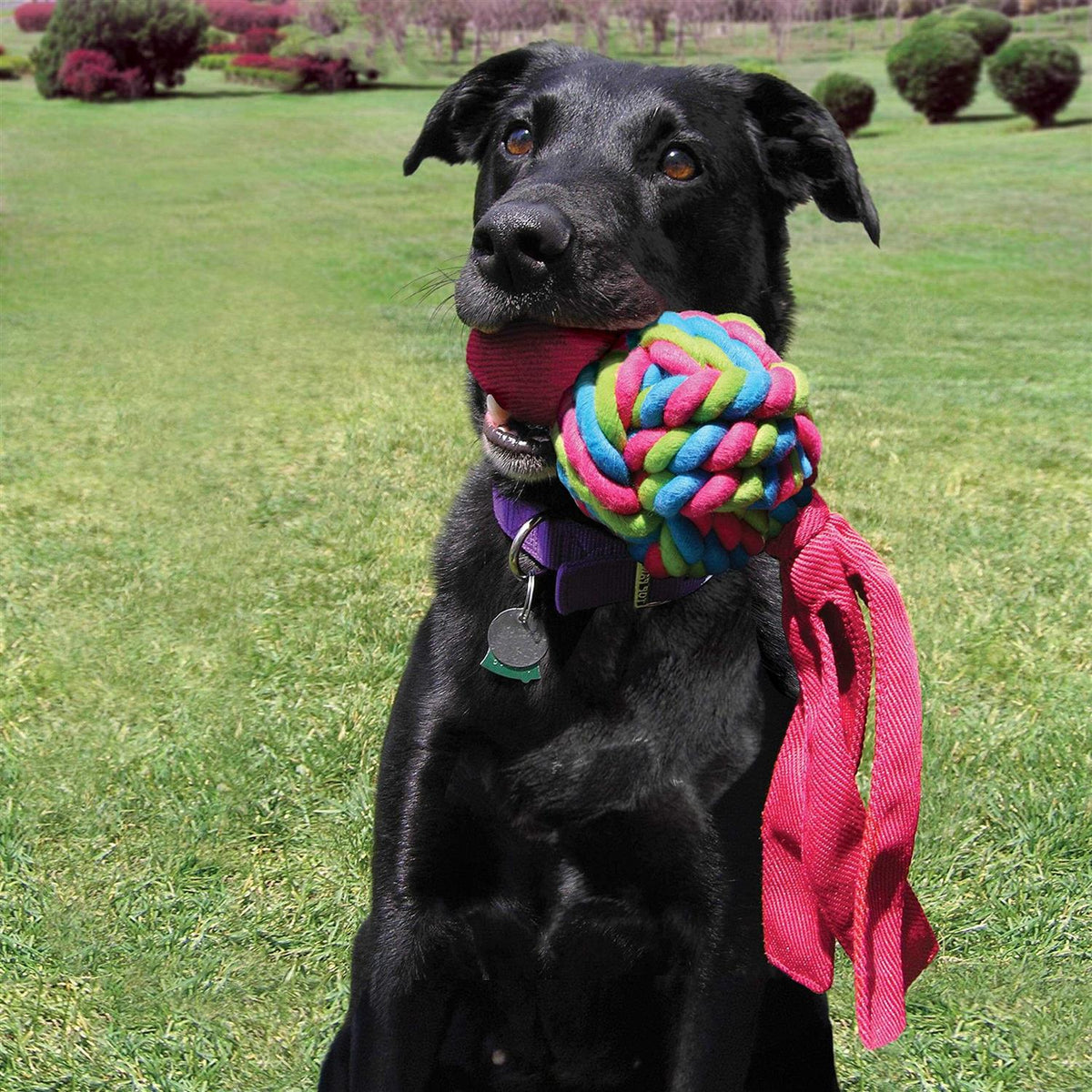 Dog Toy Y244783