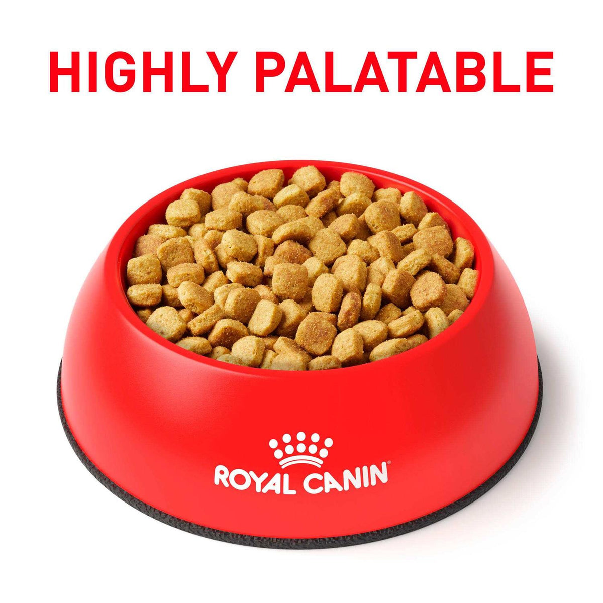 Dry Dog Food A21984