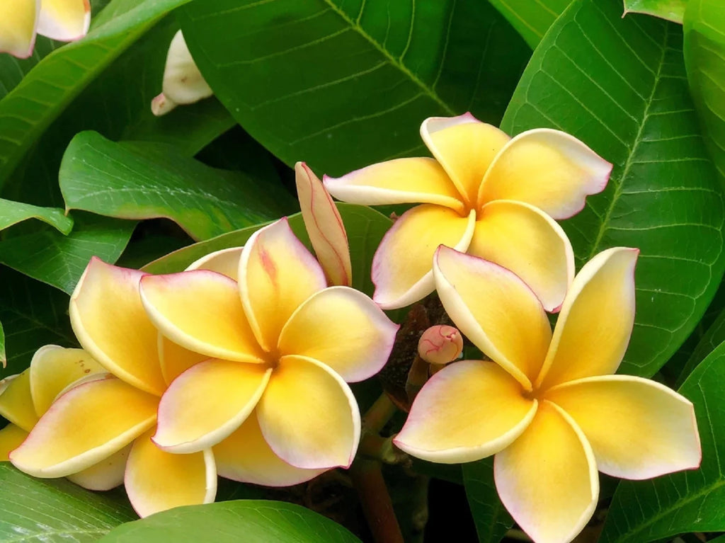 Yellow Live Plumeria Frangipani Plant Cutting 1 Pk 8"-12" Long Full Sun Y405
