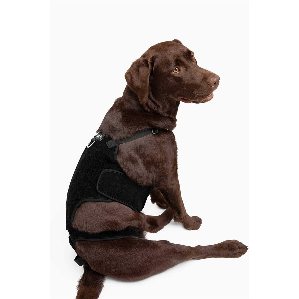 Dog Back Brace O620