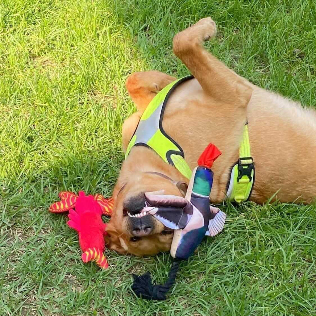 Duck Dog Toy M969648