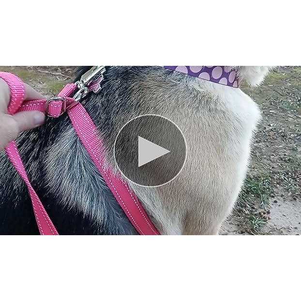 Dog Leash B1915