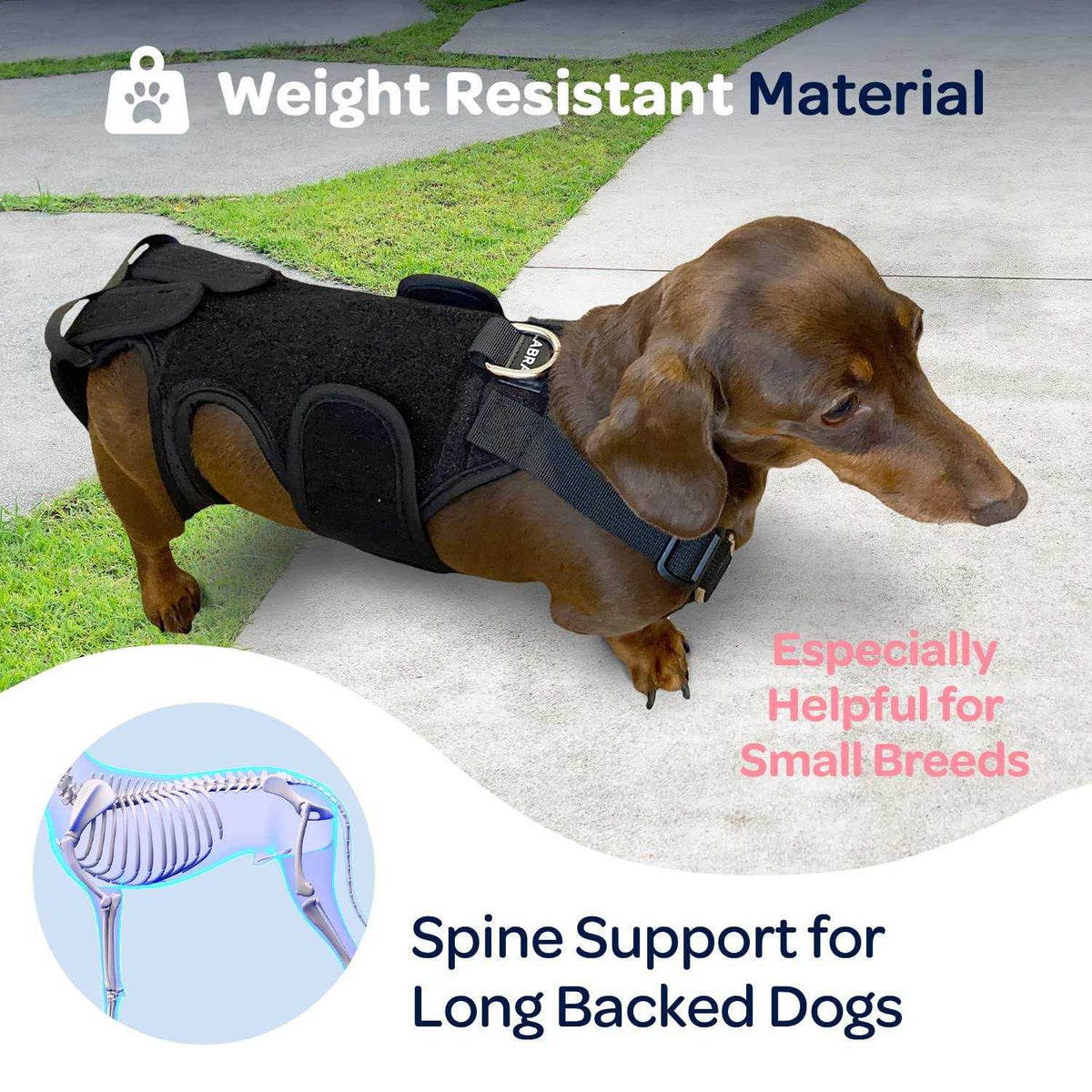 Dog Back Brace O620