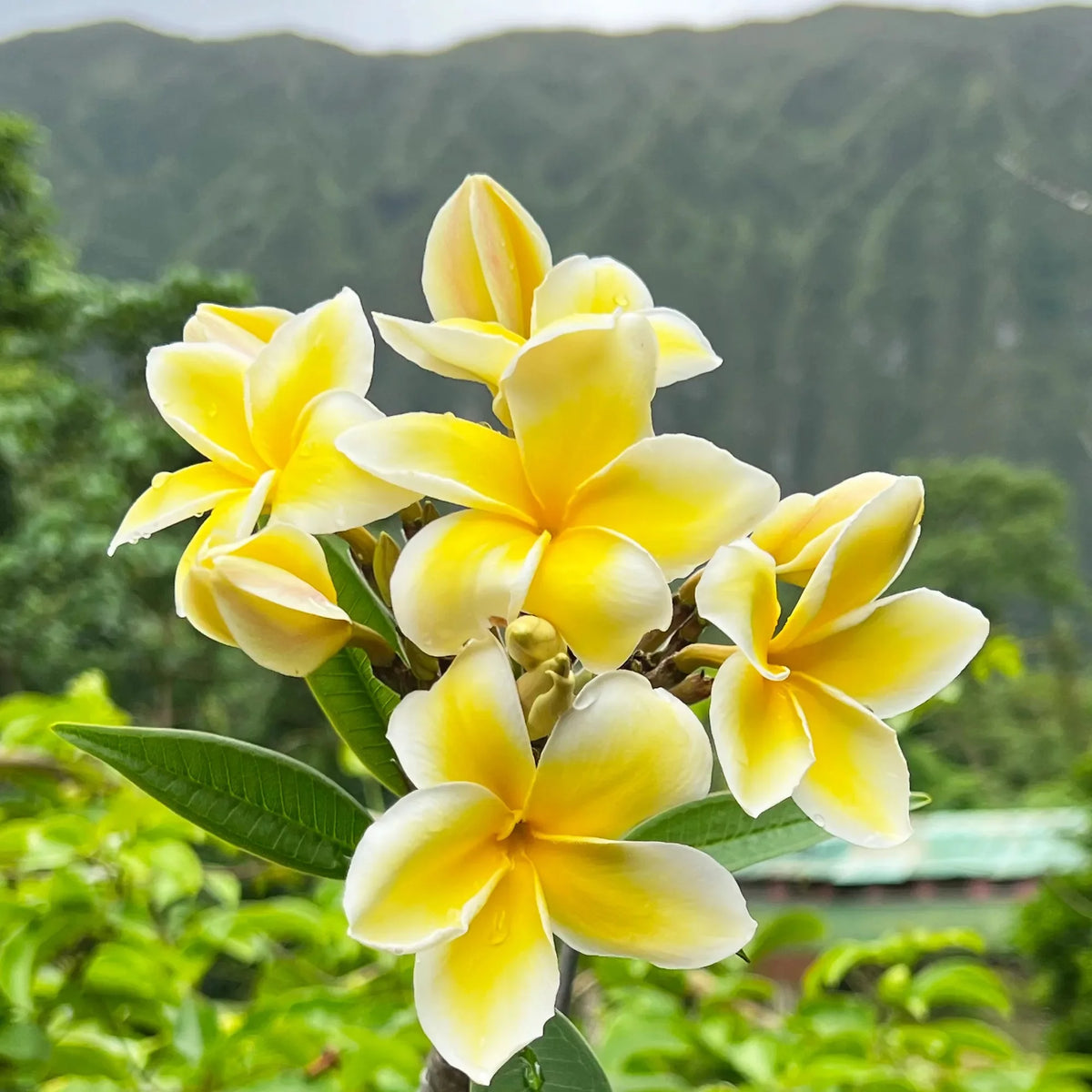 Yellow Live Plumeria Frangipani Plant Cutting 1 Pk 8"-12" Long Full Sun Y405